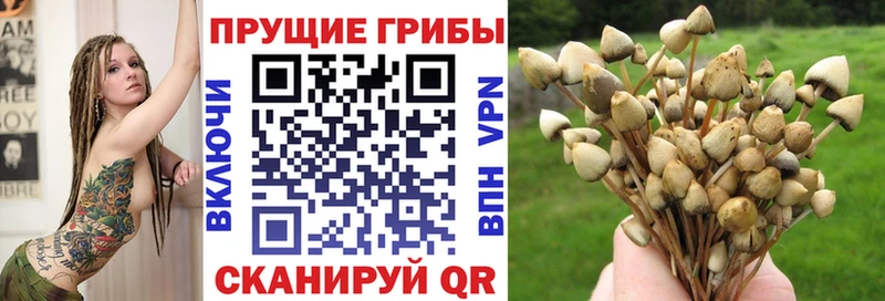 купить  сайты  Томмот  Псилоцибиновые грибы MAGIC MUSHROOMS 
